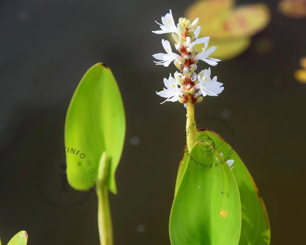Pontederia cordata ‘White Pike‘ | Nu kopen