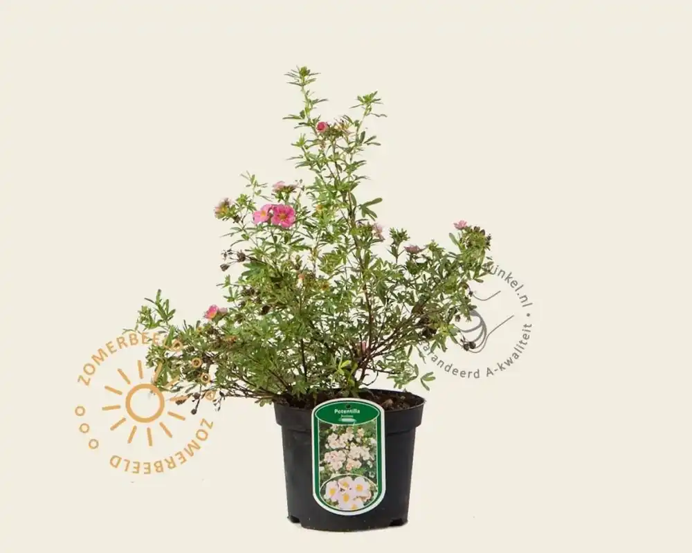 Nu beschikbaar - Potentilla fruticosa ‘Pink Beauty‘