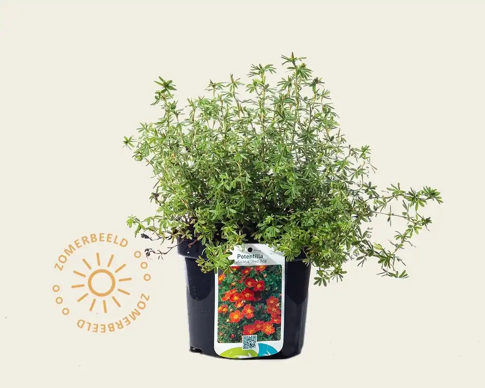 Rechtstreeks van de fabrikant | Potentilla fruticosa ‘Red Ace‘