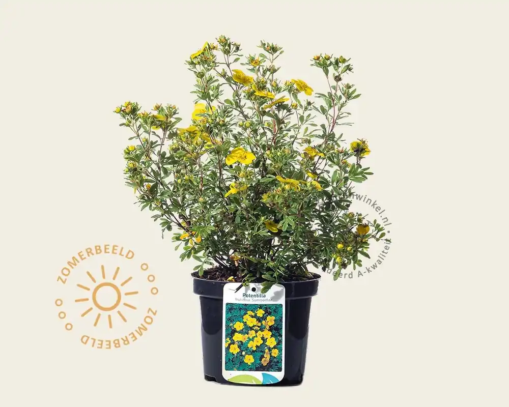 Potentilla fruticosa ‘Sommerflor‘ - Nieuw
