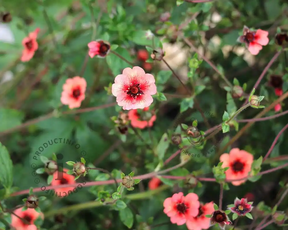 Potentilla nepalensis ‘Miss Willmott‘ - Prijsverlaging
