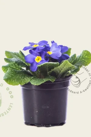 Primula acaulis ‘Blauw met geel oog‘ | Outlet
