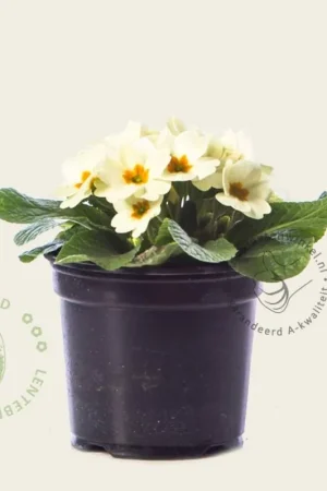 Primula acaulis ‘Cremegeel‘ - Klantfavoriet