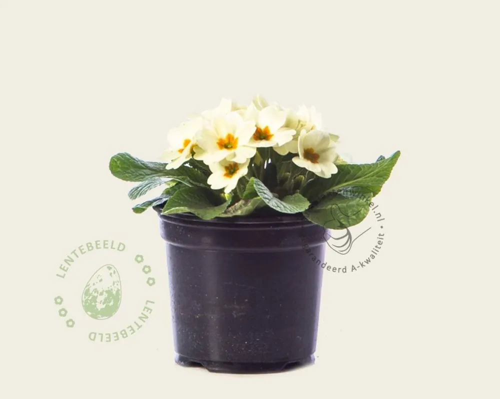 Primula acaulis ‘Cremegeel‘ - Klantfavoriet