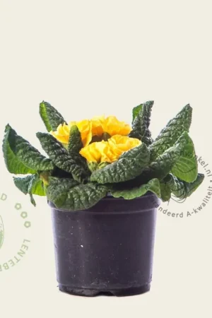 Hoog gewaardeerd - Primula acaulis ‘Dubbelbloemig geel‘