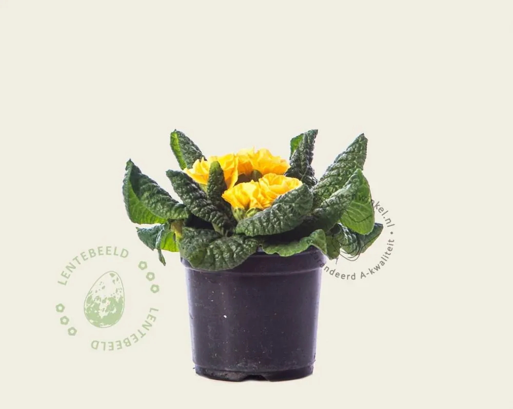 Hoog gewaardeerd - Primula acaulis ‘Dubbelbloemig geel‘