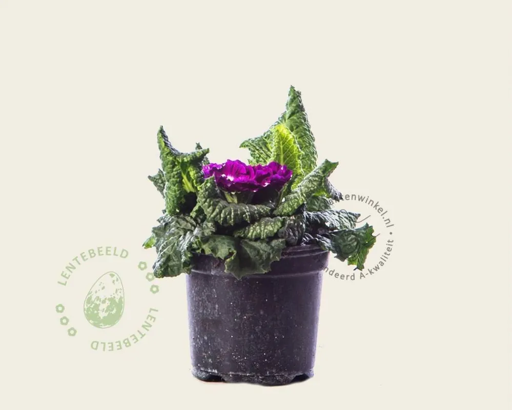 Veel gekozen - Primula acaulis ‘Dubbelbloemig paars‘