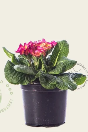 Online bestellen | Primula acaulis ‘Dubbelbloemig ‘Purper-zalm‘