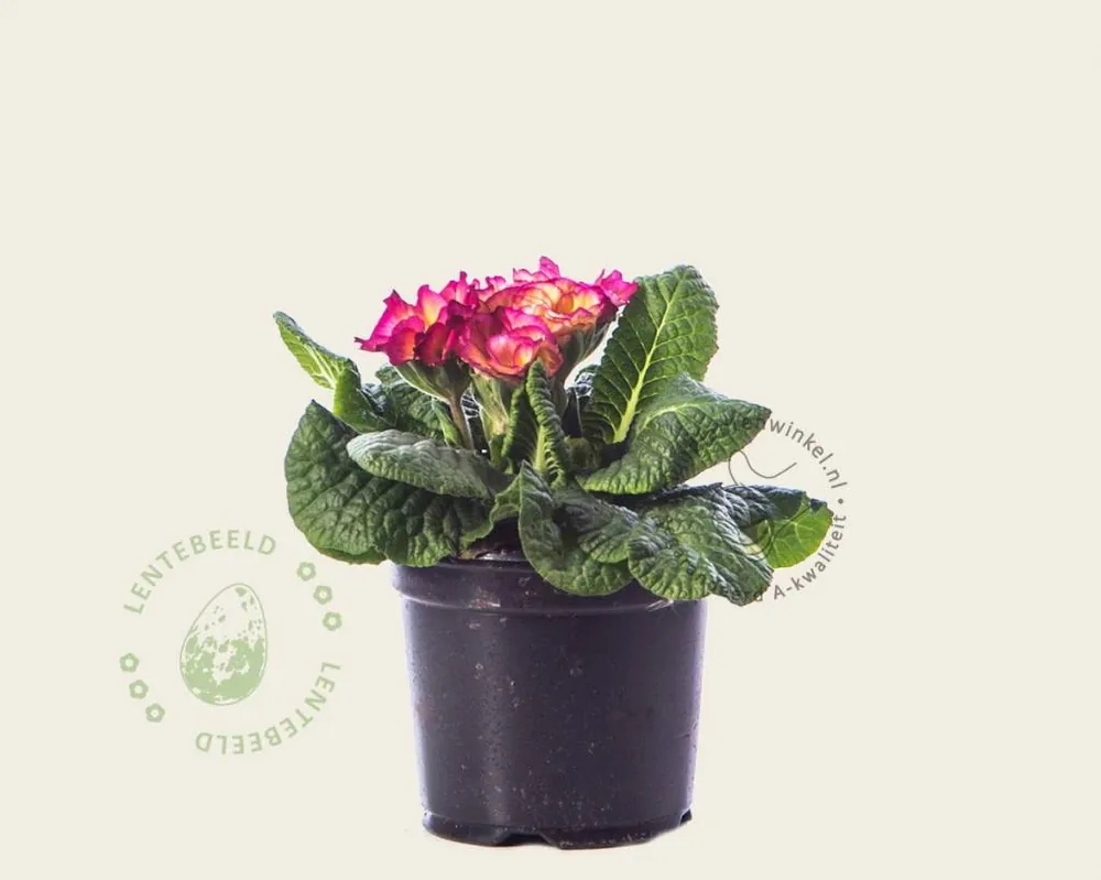Online bestellen | Primula acaulis ‘Dubbelbloemig ‘Purper-zalm‘
