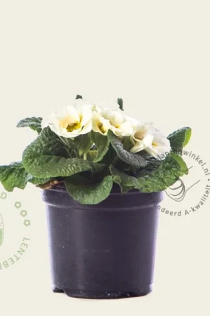 Primula acaulis ‘Dubbelbloemig wit‘ - Veilig betalen