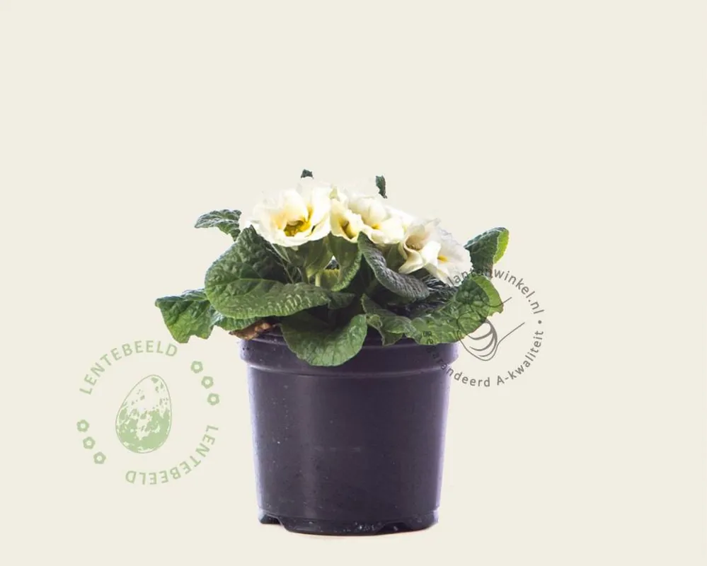 Primula acaulis ‘Dubbelbloemig wit‘ - Veilig betalen