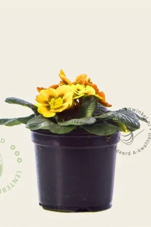 Erg populair | Primula acaulis ‘Geel‘