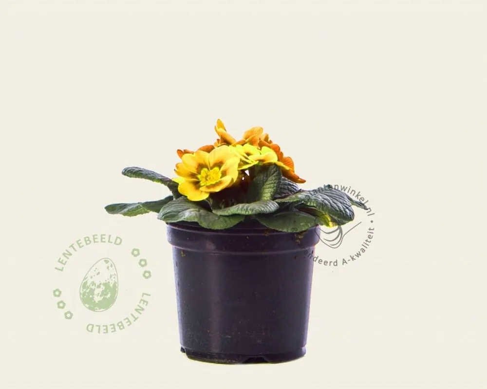Erg populair | Primula acaulis ‘Geel‘