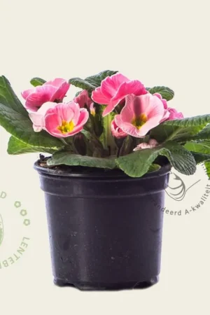 Primula acaulis ‘Roze met geel oog‘ - Extra voordeel