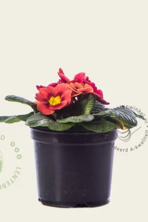 Goed beoordeeld | Primula acaulis ‘Steenrood‘