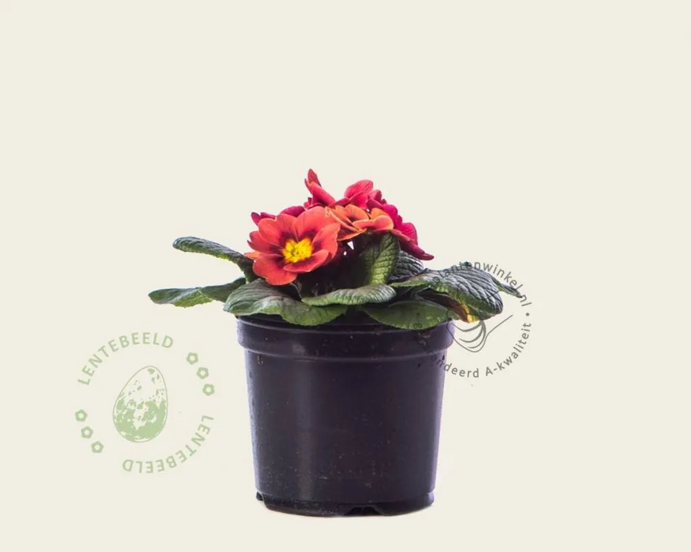 Goed beoordeeld | Primula acaulis ‘Steenrood‘
