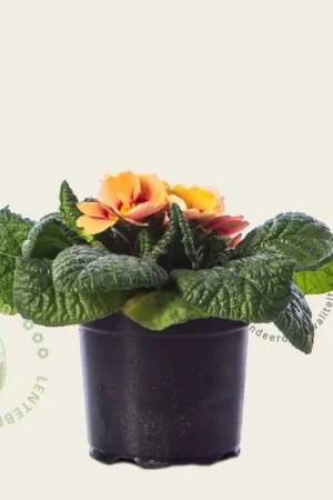 Sale - Primula acaulis ‘Zalmoranje‘