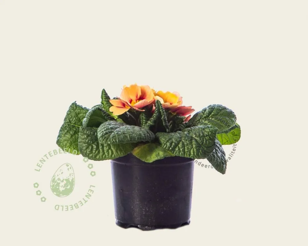 Sale - Primula acaulis ‘Zalmoranje‘