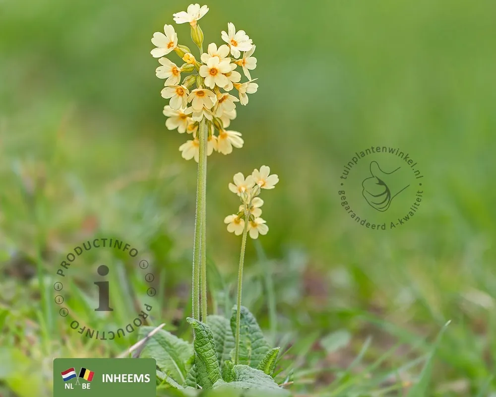 Primula elatior | Koop vandaag