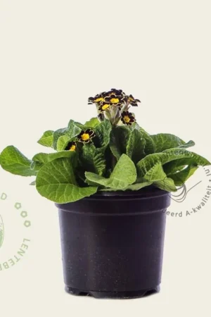 Primula elatior ‘Mister Goldlace‘ - Spoedlevering