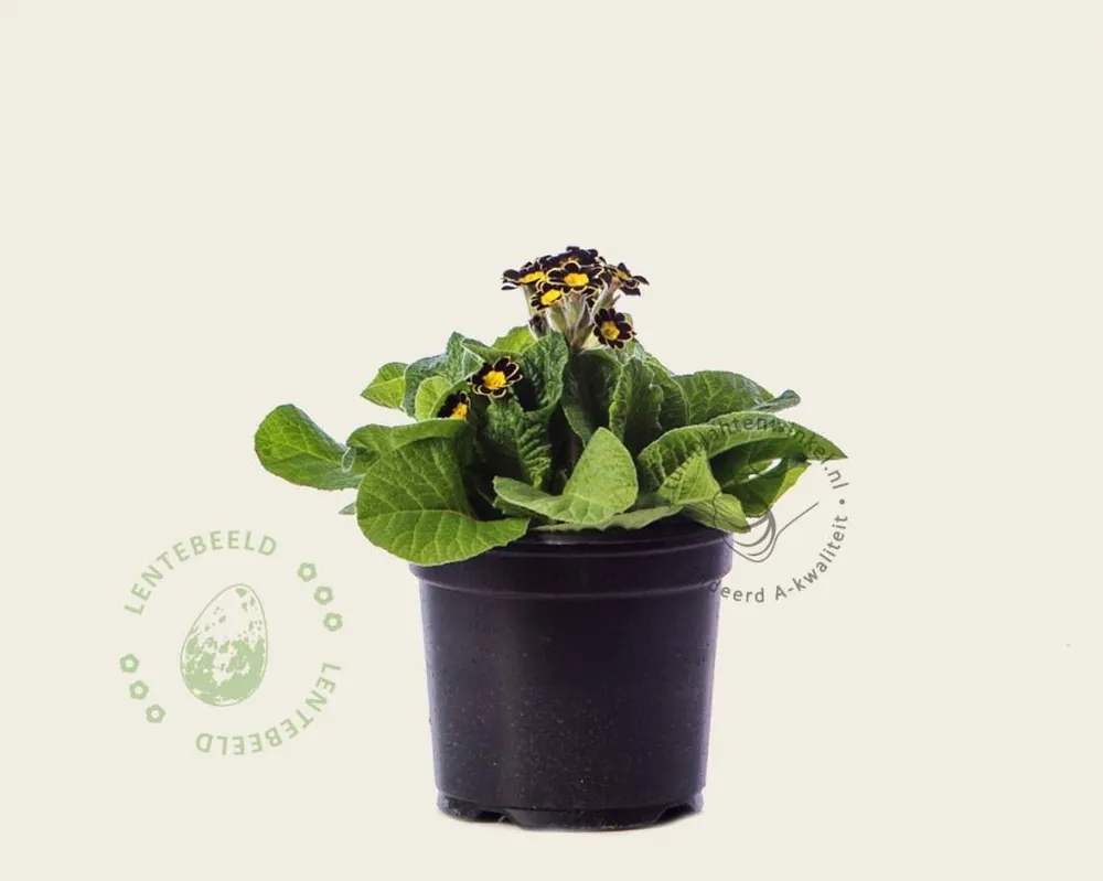 Primula elatior ‘Mister Goldlace‘ - Spoedlevering