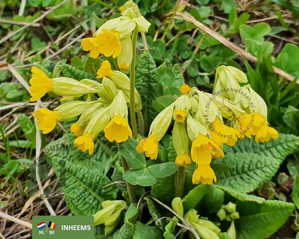 Primula veris | Nieuw product