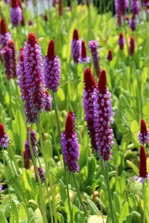 Zojuist toegevoegd - Primula vialii