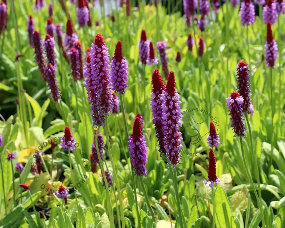 Zojuist toegevoegd - Primula vialii