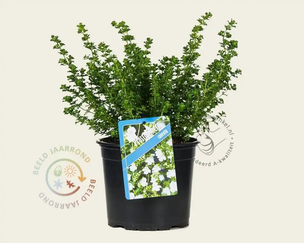 Korting - Prostanthera cuneata