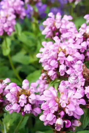 Aanrader - Prunella grandiflora