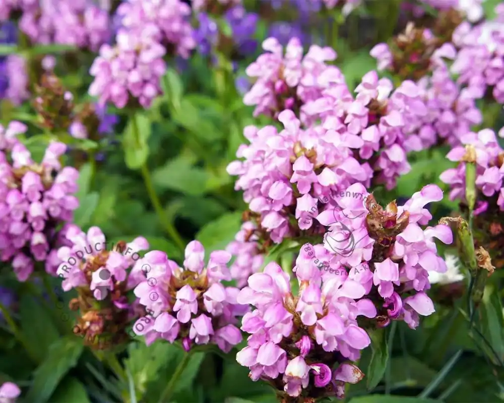 Aanrader - Prunella grandiflora