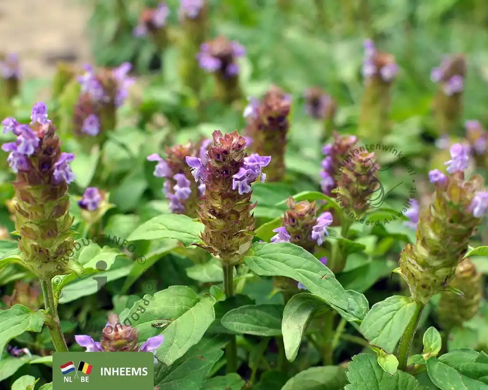 Op voorraad | Prunella vulgaris