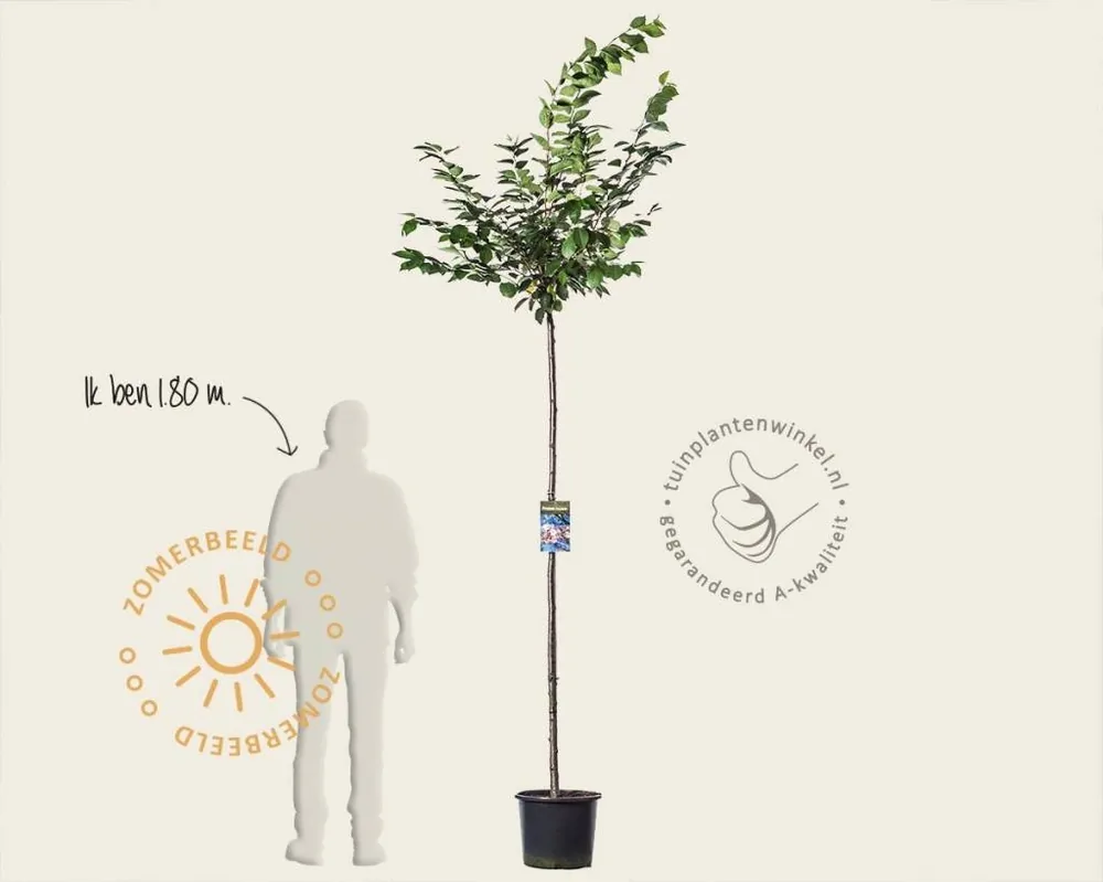 Prunus ‘Accolade‘ - 180 cm stam - Actie