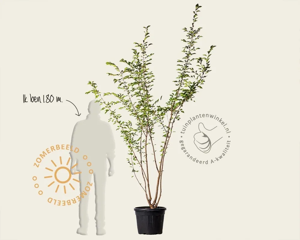 Topdeal - Prunus ‘Accolade‘ - meerstammig