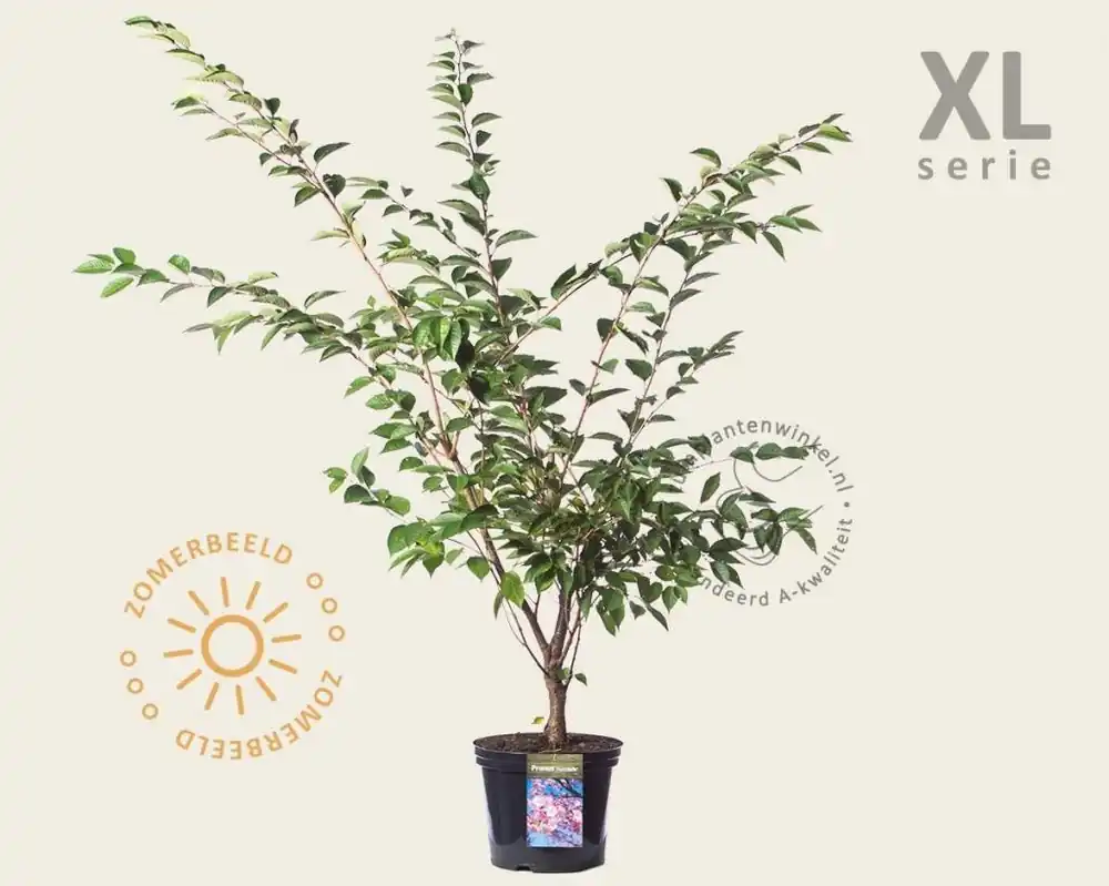 Prunus ‘Accolade‘ - XL | Snelle verzending
