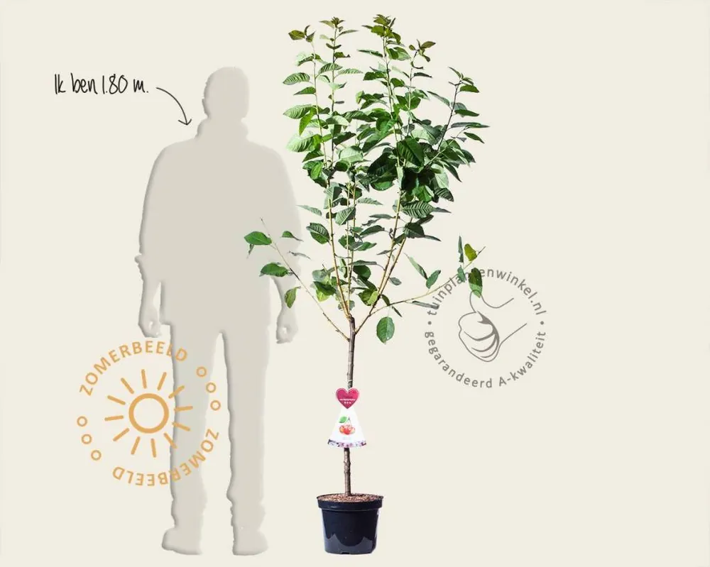 Speciale aanbieding - Prunus avium ‘Bigarreau Napoleon‘ - laagstam