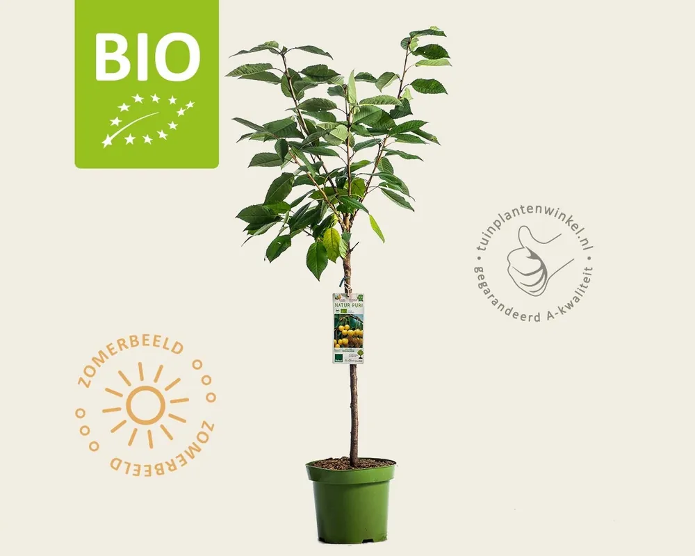 Topdeal - Prunus avium ‘Dönissens Gelbe‘ - BIO laagstam