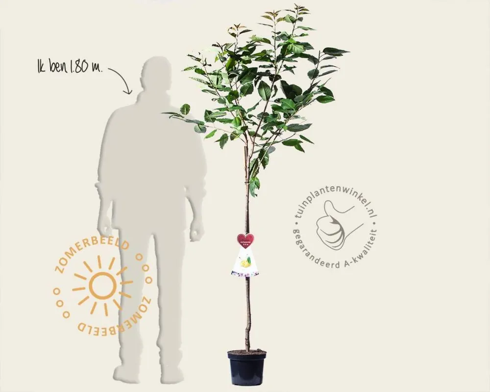Op voorraad - Prunus avium ‘Dönissens Gelbe‘ - halfstam