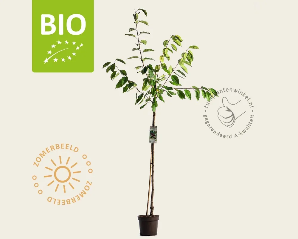 Prunus avium ‘Hedelfinger‘ - BIO halfstam - Bestel nu
