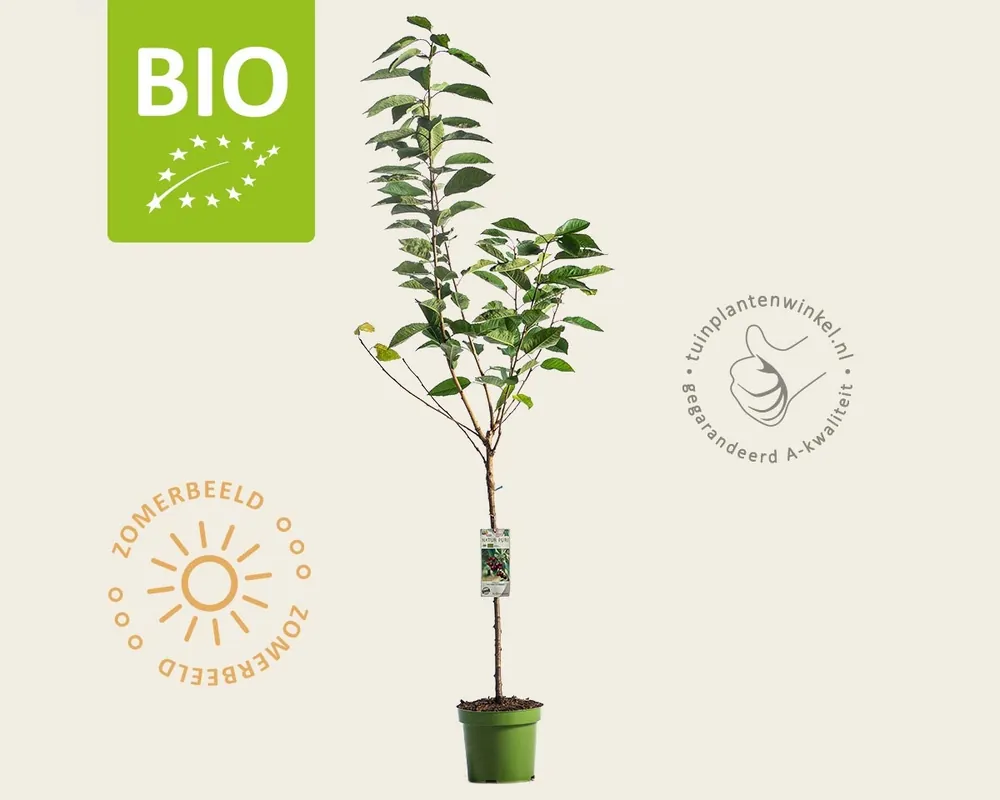 Prunus avium ‘Hedelfinger‘ - BIO laagstam | Klantfavoriet