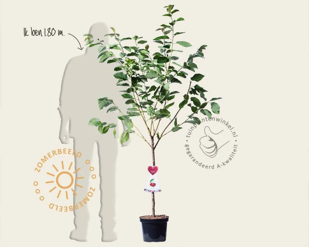 Veilig winkelen - Prunus avium ‘Hedelfinger‘ - laagstam