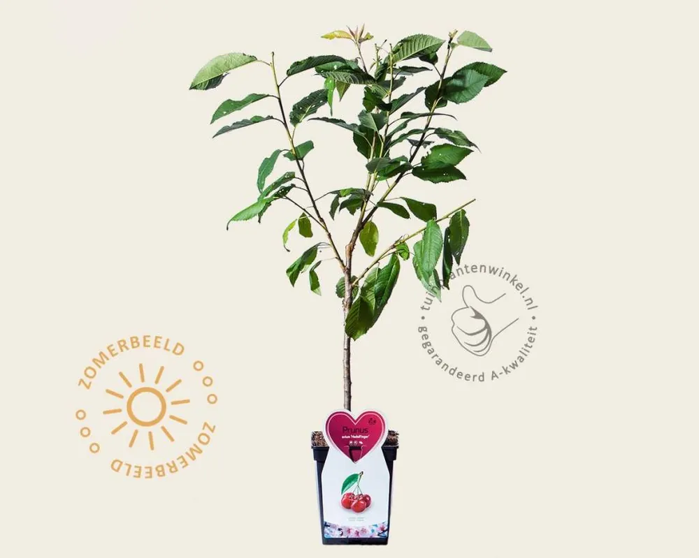 Online kopen - Prunus avium ‘Hedelfinger‘ - mini
