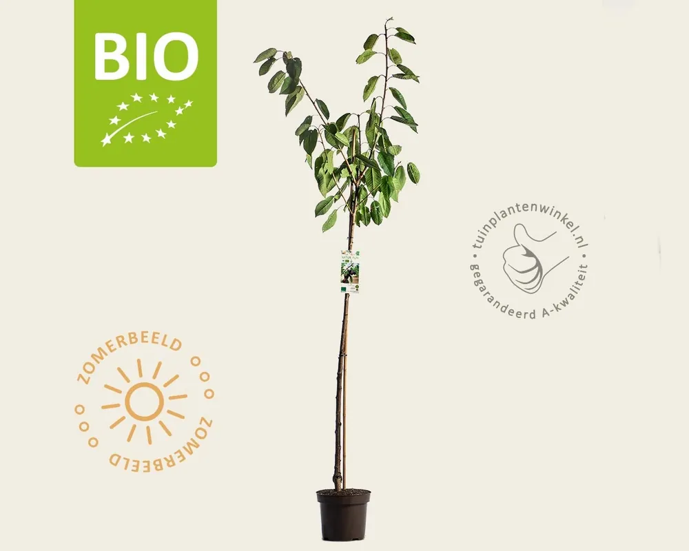 Tijdelijke actie - Prunus avium ‘Kordia‘ - BIO halfstam