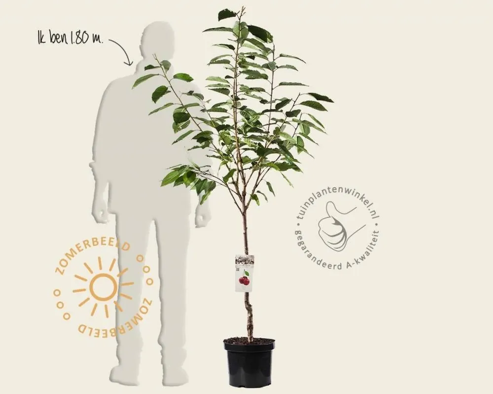 Speciale aanbieding | Prunus avium ‘Kordia‘ - laagstam