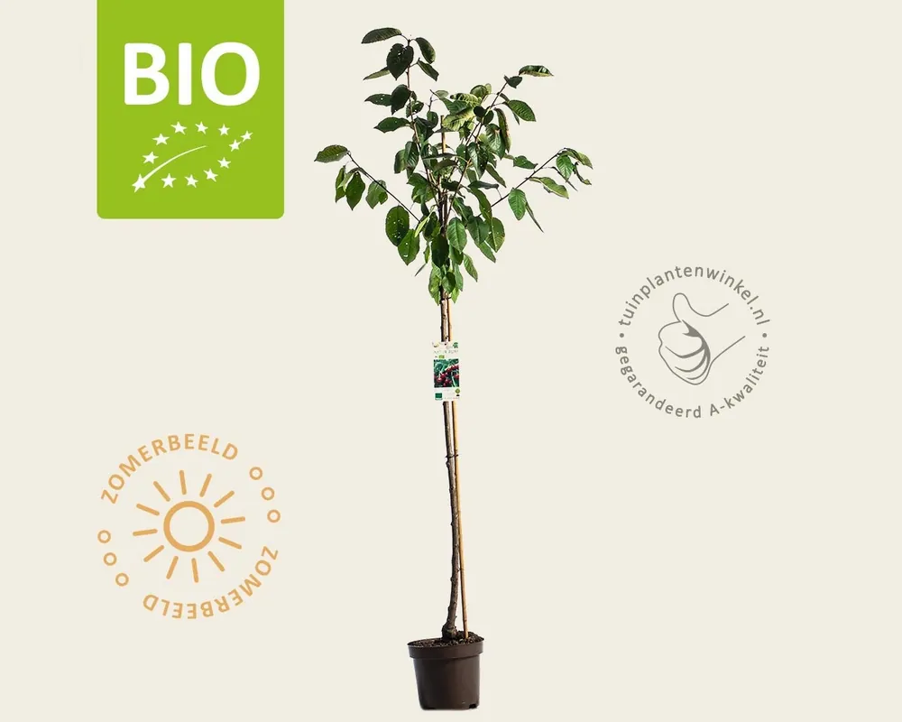 Gratis retourneren | Prunus avium ‘Lapins‘ - BIO halfstam