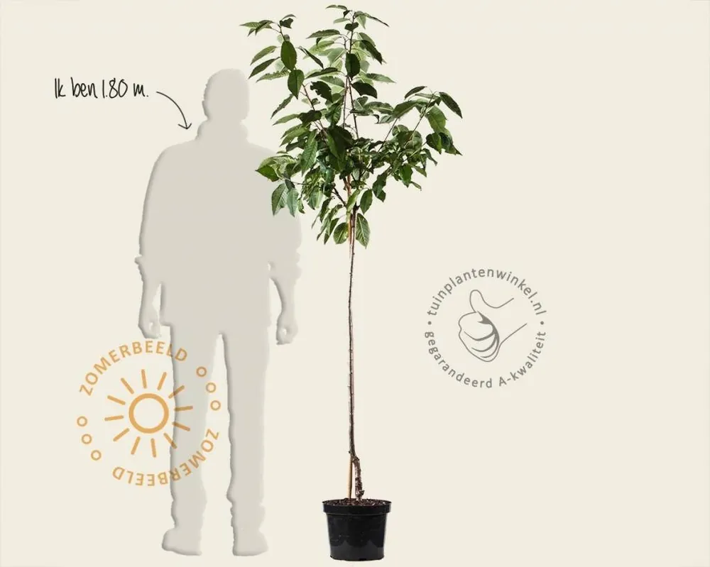 Nieuw product | Prunus avium ‘Lapins‘ - halfstam