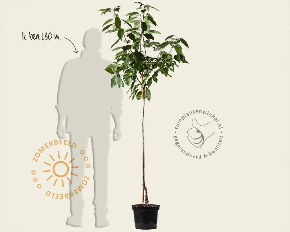 Korting - Prunus avium ‘Mierlose Zwarte‘ - halfstam