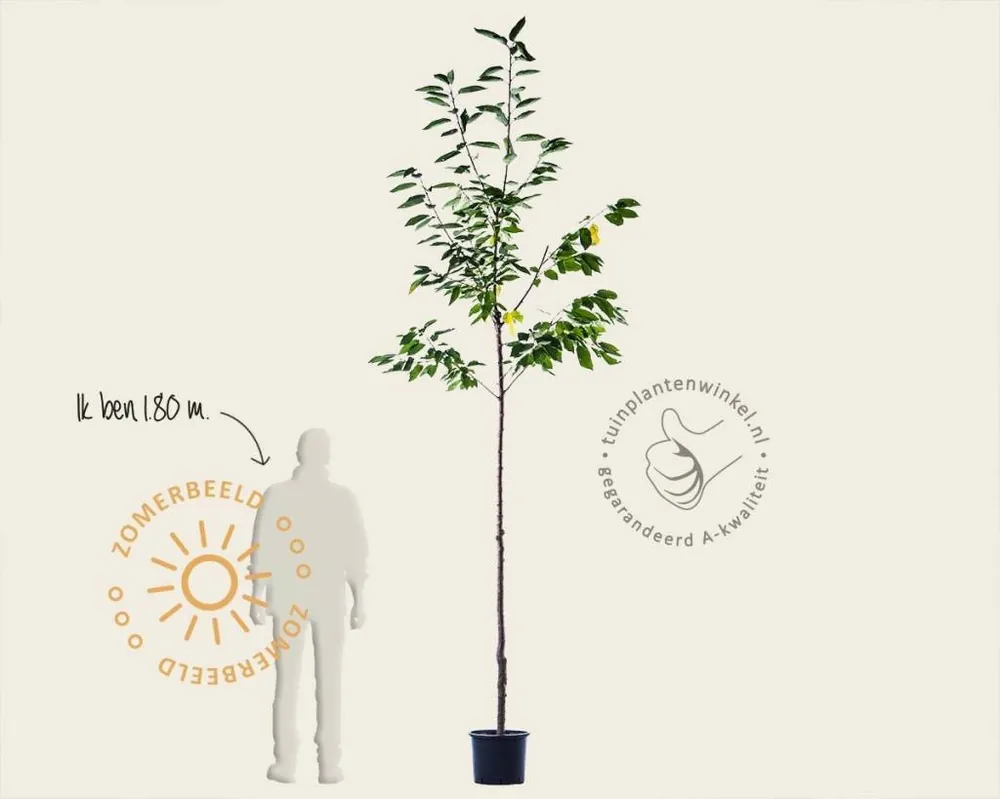 Nu beschikbaar - Prunus cerasus ‘Morel‘ - hoogstam