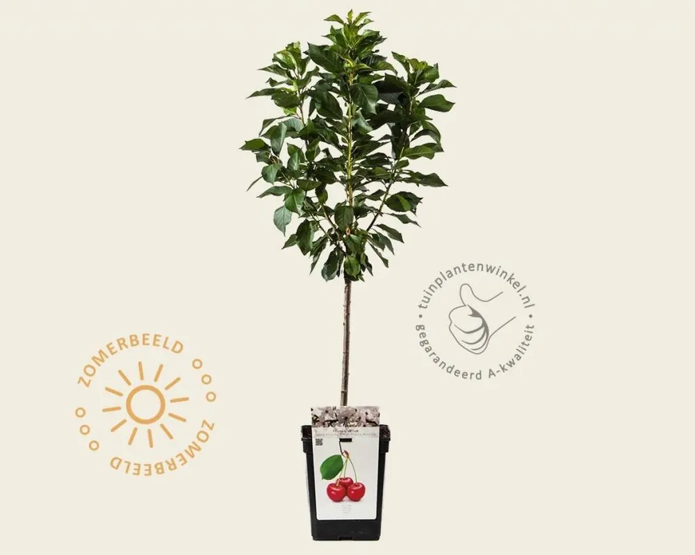 Veel gevraagd | Prunus cerasus ‘Morellenfeuer‘ - mini