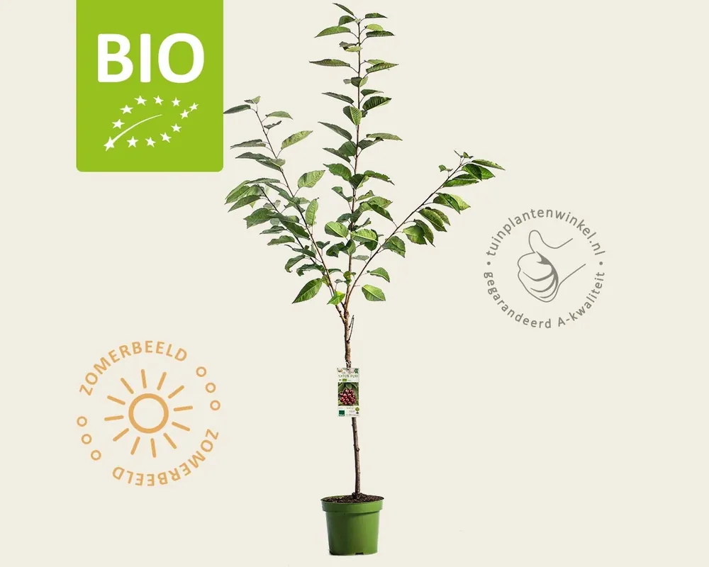 Outlet | Prunus avium ‘Regina‘ - BIO laagstam
